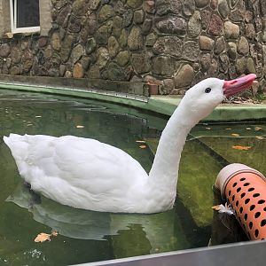 Zoo Schwerin- goose- 2021
