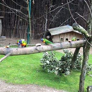 Zoo Schwerin- loris- 2021