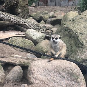 Zoo Schwerin- meerkat- 2021