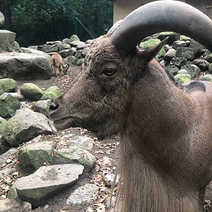 Zoo Schwerin- Barbary sheep- 2021