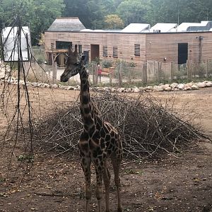 Zoo Schwerin- giraffe with red list centre in background- 2021