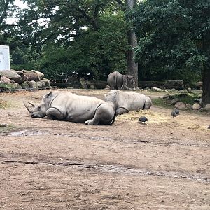 Zoo Schwerin- rhinos and grevy-zebra- 2021