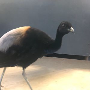 Zoo Schwerin- trumpter- 2021