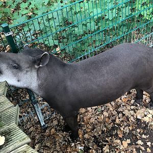 Zoo Schwerin- lowland-tapir- 2021