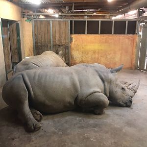Zoo Schwerin- rhinos- 2021