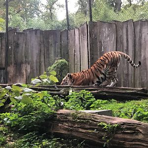 Zoo Schwerin- Siberian tiger- 2021