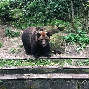 Zoo Schwerin- brown bear- 2021