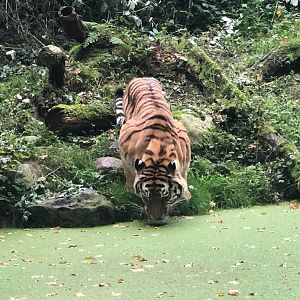Zoo Schwerin- Siberian tiger- 2021