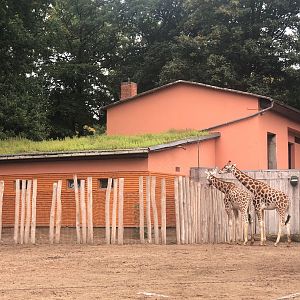 Zoo Schwerin- giraffe house- 2021