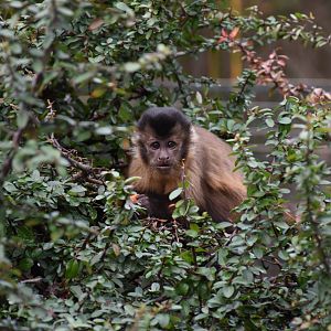 Tufted capuchin