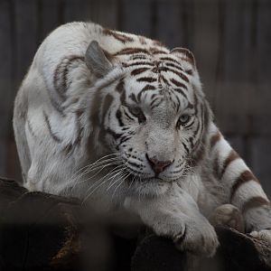 Hybrid tiger/White tiger