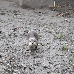 Asian small-clawed otter