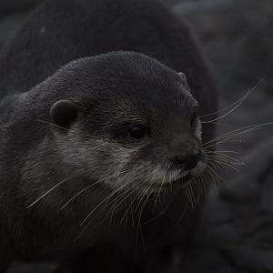 Asian small-clawed otter
