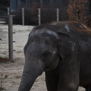 Asian elephant