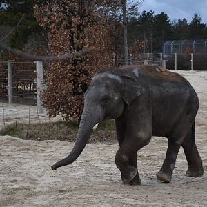 Asian elephant