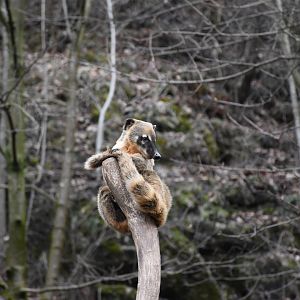 Red coati