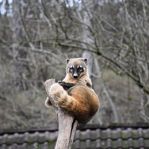 Red coati