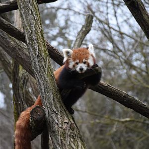 Red panda