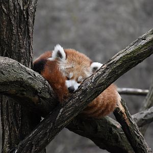 Red panda