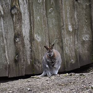 Red-necked wallaby