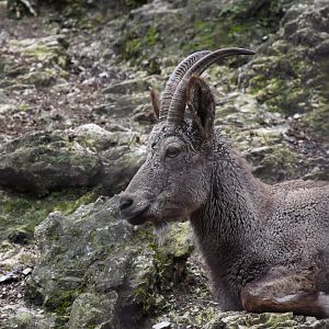 Siberian ibex