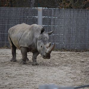 Southern white rhino