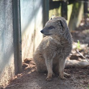 Yellow mongoose