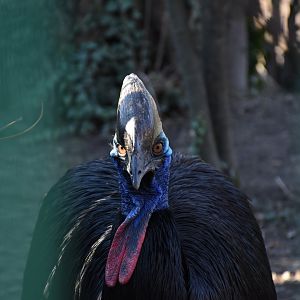 Southern cassowary