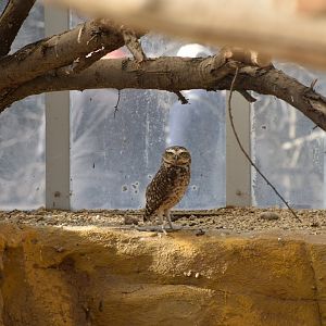 Burrowing owl