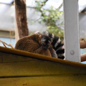 Red-fronted lemur / Ring-tailed lemur