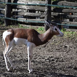 Mhorr gazelle