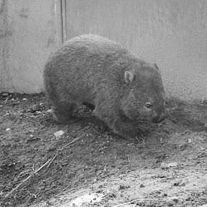 Tasmanian wombat
