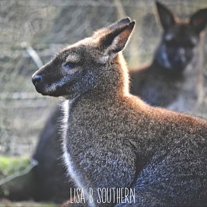 Red Necked Wallaby