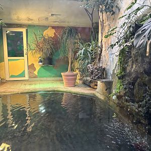 Spectacled Caiman enclosure at Zoo Wassertstern (Ingolstadt)