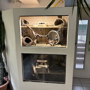 Degu enclosure at Zoo Wassertstern (Ingolstadt)
