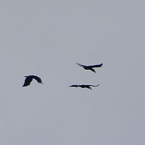 Wreathed hornbill (Rhyticeros undulatus)