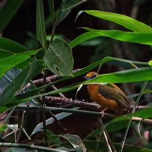 White-browed piculet (Sasia ochracea reichenowi)