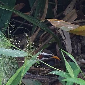 White-browed scimitar-warbler