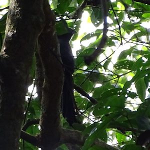 Ratchet-tailed treepie (Temnurus temnurus)