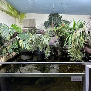 Pacu Tank with Red-legged Golden Orb Weavers at Zoo Wassertstern (Ingolstadt)