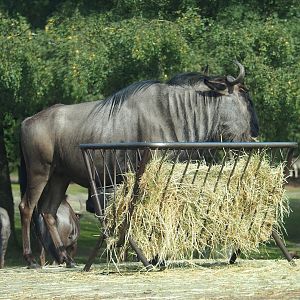 Blue wildebeest (Connochaetes taurinus taurinus), 2023-08-15