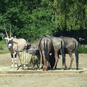 Gemsbok (Oryx gazella) and Blue wildebeest (Connochaetes taurinus taurinus), 2023-08-15