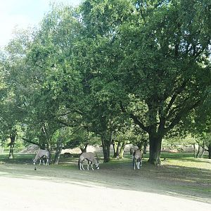 Multi-hectare savanna drive through-exhibit, 2023-08-15