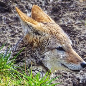 Black-Backed Jackal