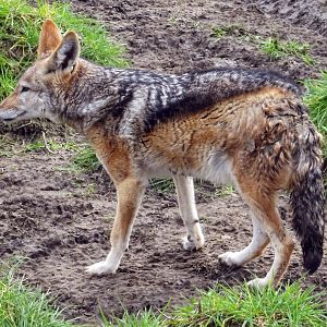 Black-Backed Jackal