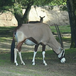 Gemsbok (Oryx gazella), 2023-08-15