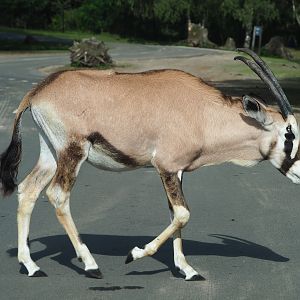 Gemsbok (Oryx gazella), 2023-08-15