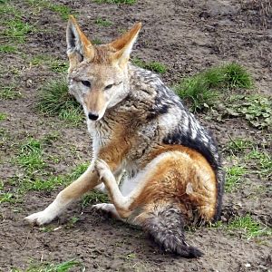 Black-Backed Jackal