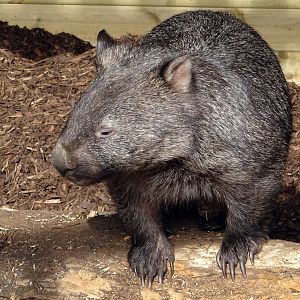 Common Wombat