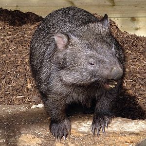 Common Wombat